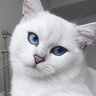 Катрина_2023